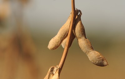 Soybean.jpg