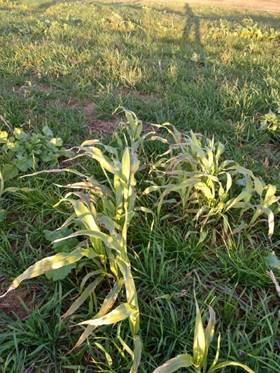 Frost Damaged Johnsongrass