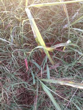 Frost Damaged Johnsongrass-2