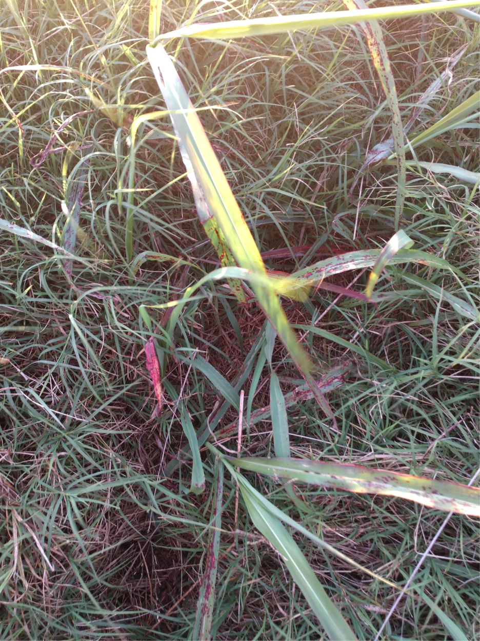 johnsongrass
