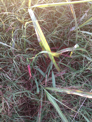johnsongrass