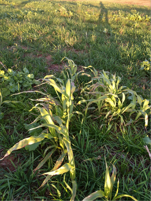 Sudangrass