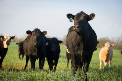 Livestock Branding in Oklahoma