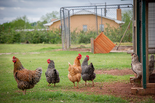 Chickens at chicken house