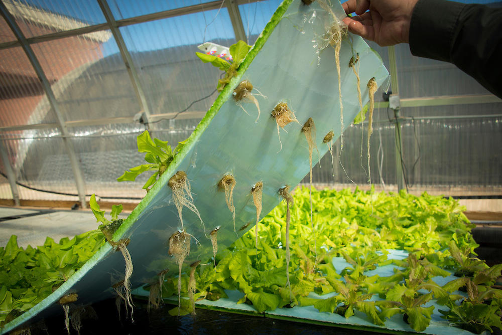 Greenhouse Lettuce