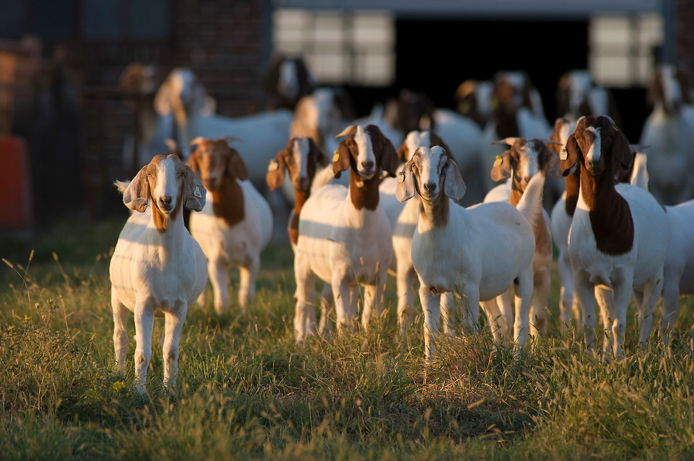 OkSare Goats