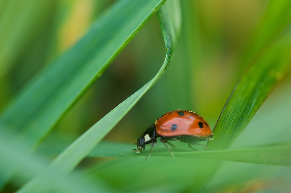 OkSare Ladybug