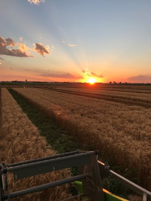 Lahoma, June 2018 - Beautiful Sunset