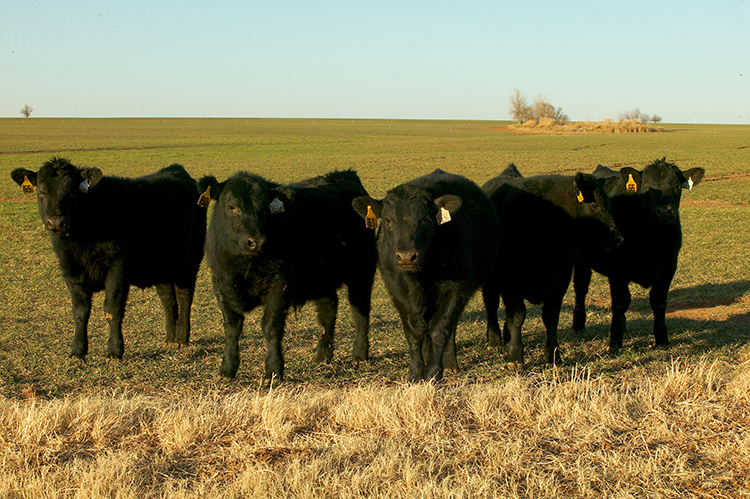 Cattle on Wheat
