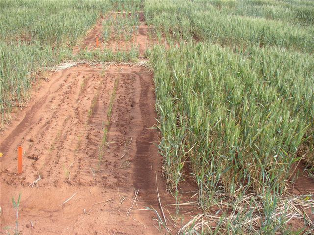 Drought 2006