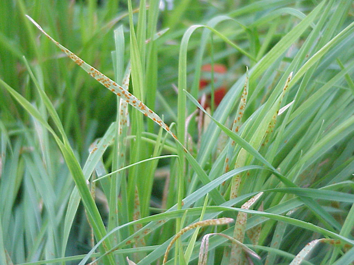 Leaf Rust-Hunger