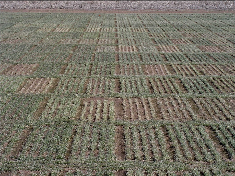 Not Using GrazenGrain on these Plots