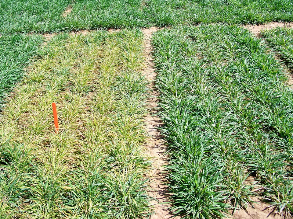 Wheat Slide 1