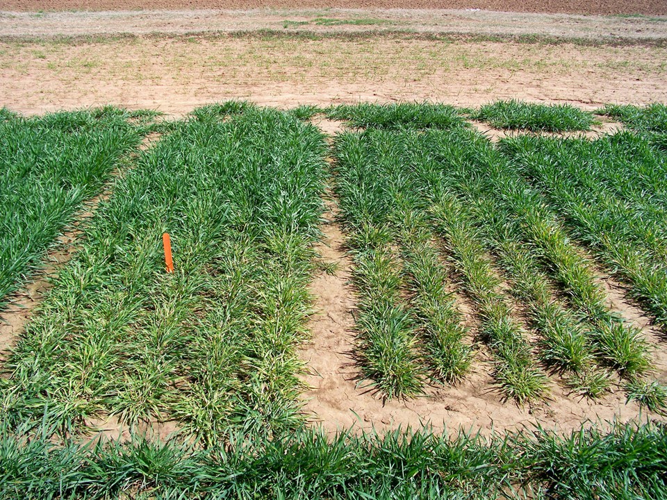 Wheat Slide 2