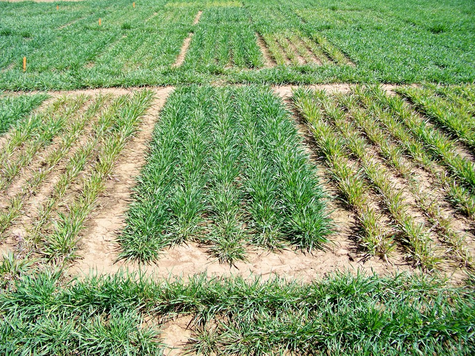Wheat Slide 3