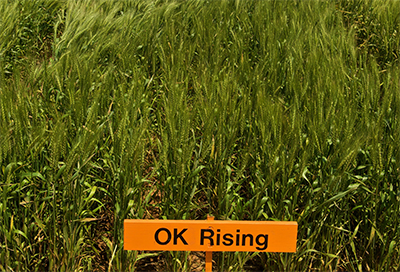 2008 OK Rising