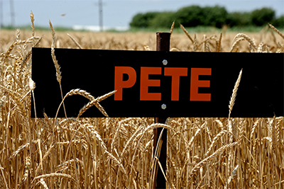 2009 Pete