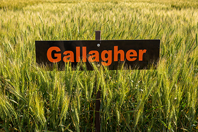 2012 Gallagher HRW
