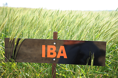 2012 Iba