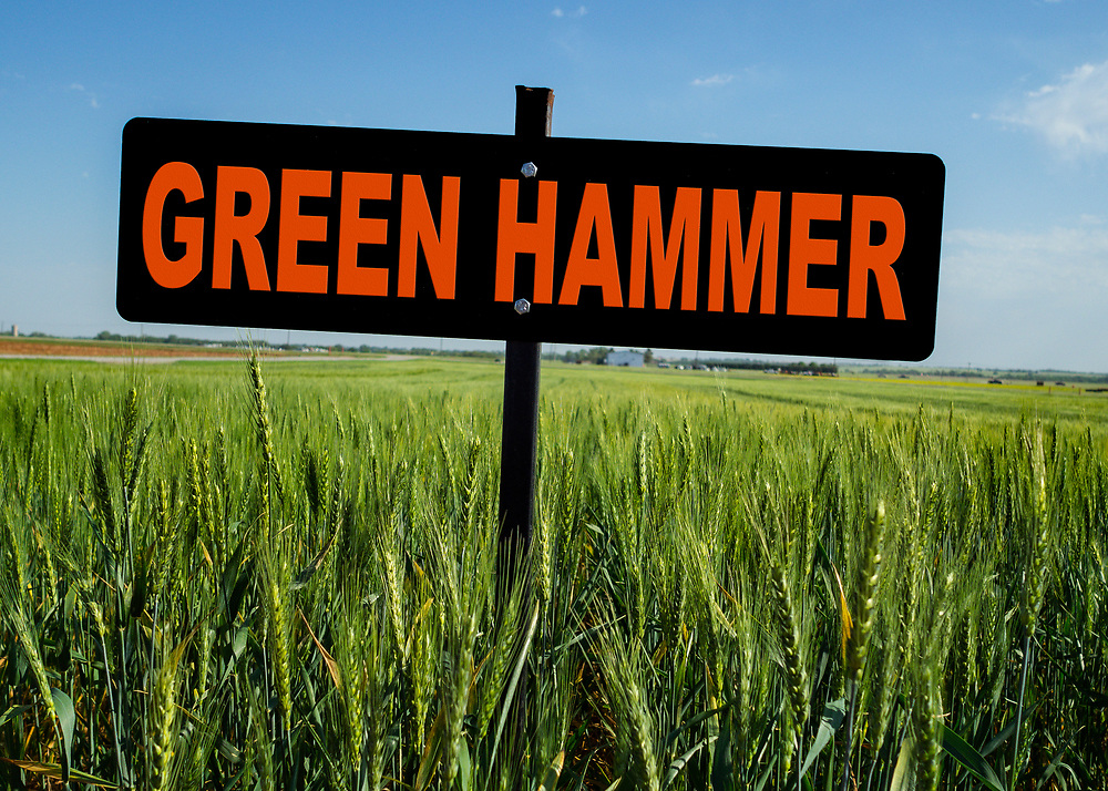 2018 Green Hammer jpg