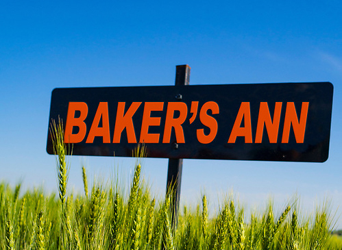 Baker's Ann sm